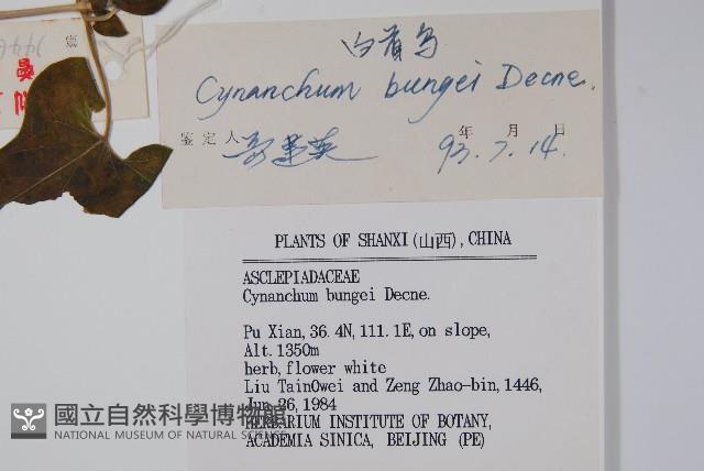 白首烏藏品圖，第2張