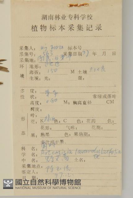 野艾蒿藏品圖，第2張