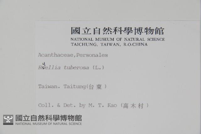 塊莖蘆莉草、紫莉花、藍蘆莉、球根蘆莉藏品圖，第2張