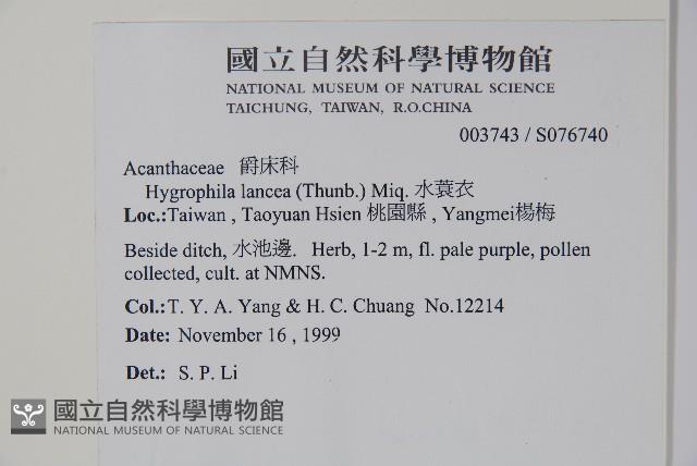 水蓑衣藏品圖，第5張