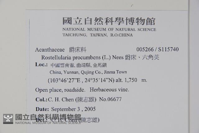 爵床、六角英藏品圖，第2張