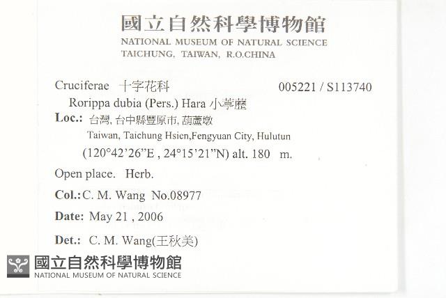 小葶藶藏品圖，第2張