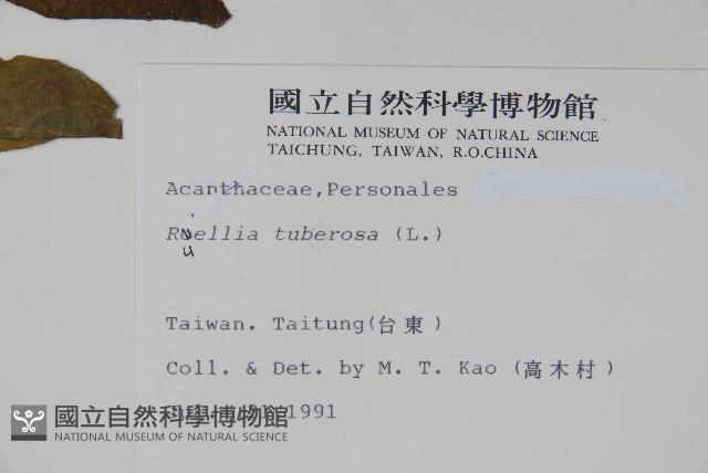 塊莖蘆莉草、紫莉花、藍蘆莉、球根蘆莉藏品圖，第2張