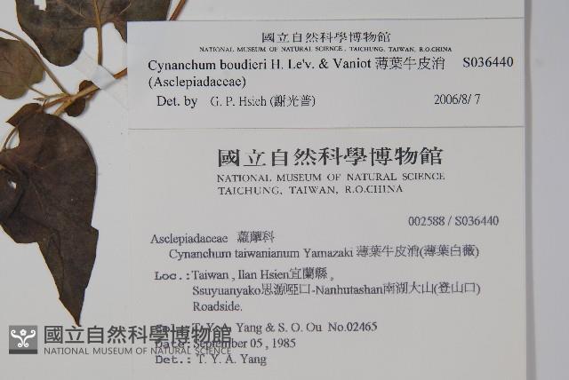 薄葉牛皮消藏品圖，第2張