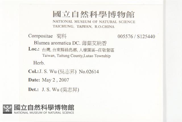 薄葉艾納香藏品圖，第2張