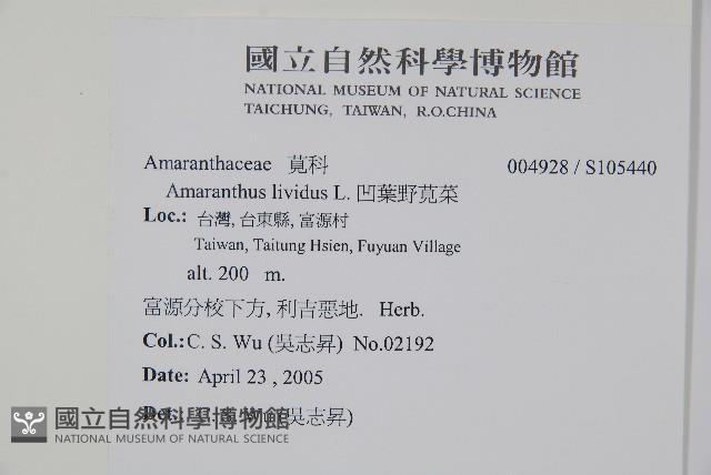 凹葉野莧菜藏品圖，第2張