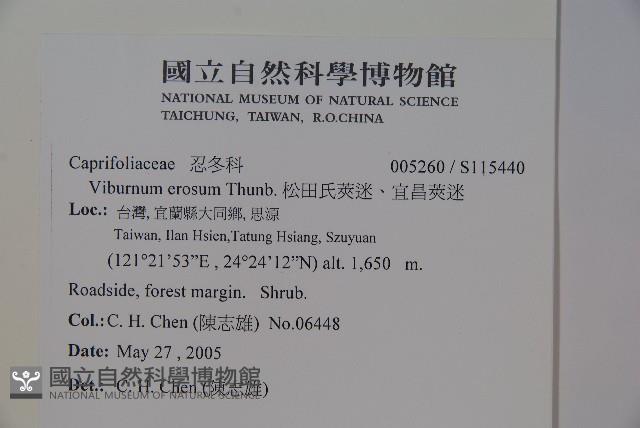 松田氏莢迷、宜昌莢迷藏品圖，第2張