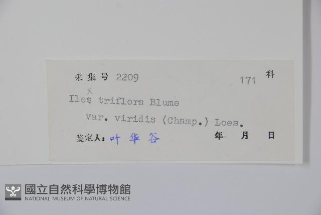 亮葉冬青藏品圖，第2張