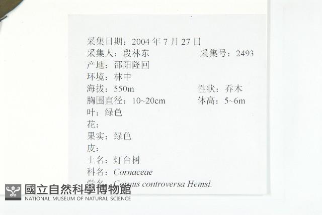 燈臺樹藏品圖，第2張