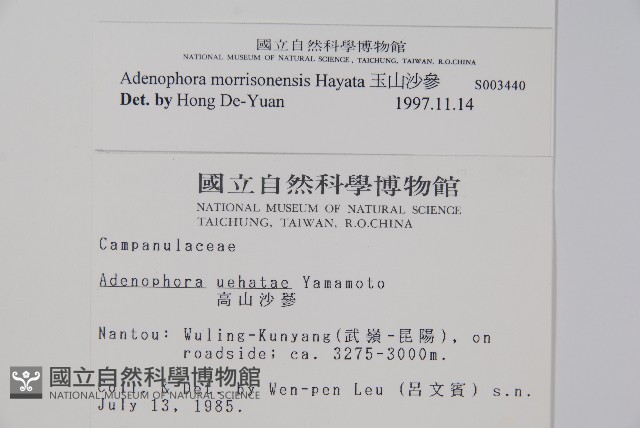玉山沙參藏品圖，第2張
