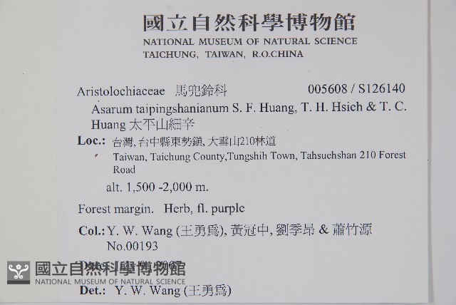 太平山細辛藏品圖，第2張