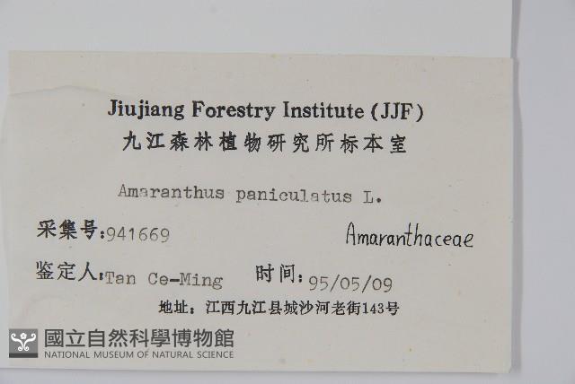 繁穗莧藏品圖，第2張