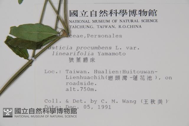 狹葉爵床藏品圖，第2張