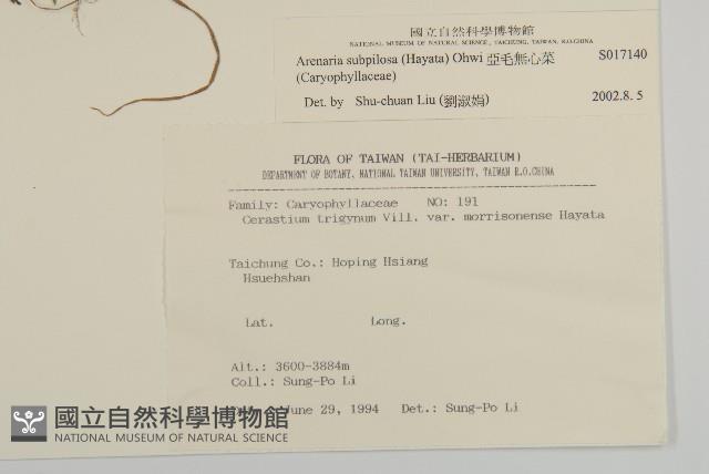 亞毛無心菜藏品圖，第2張