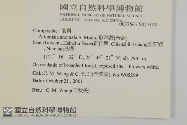 珍珠蒿、奇蒿藏品圖，第2張