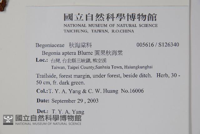 圓果秋海棠藏品圖，第2張