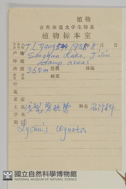 淺裂剪秋蘿藏品圖，第2張