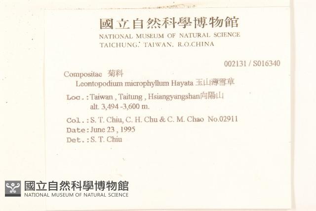 玉山薄雪草藏品圖，第2張
