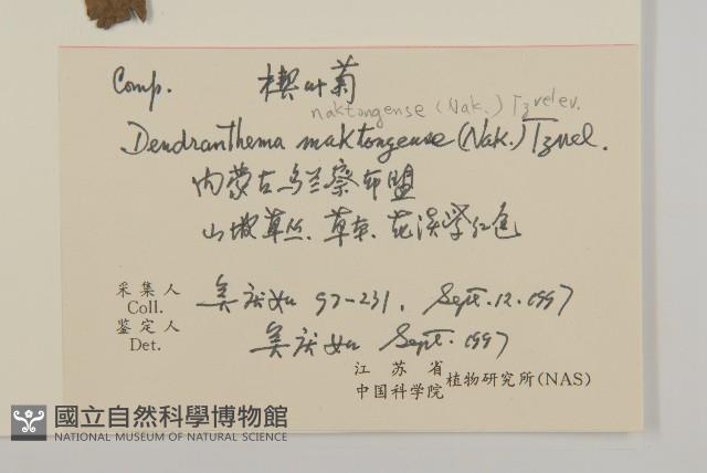 楔葉菊藏品圖，第2張