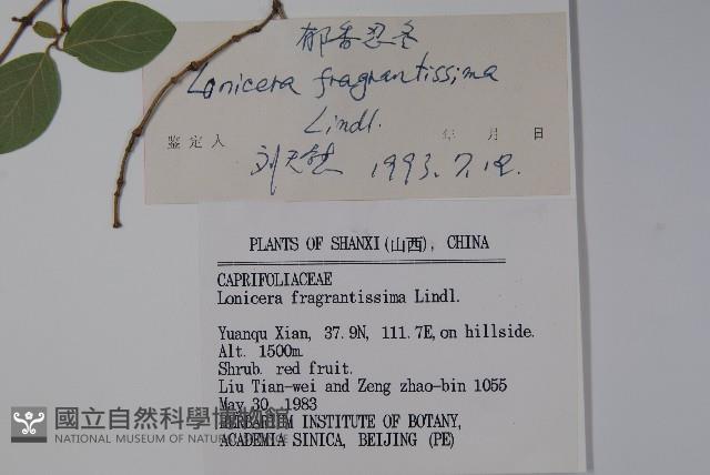 四月紅藏品圖，第2張