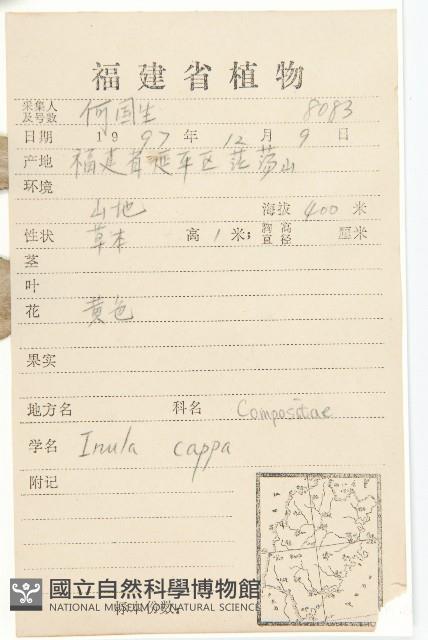 羊耳菊藏品圖，第2張