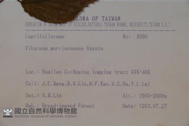 紅子莢迷、新高山莢迷藏品圖，第2張