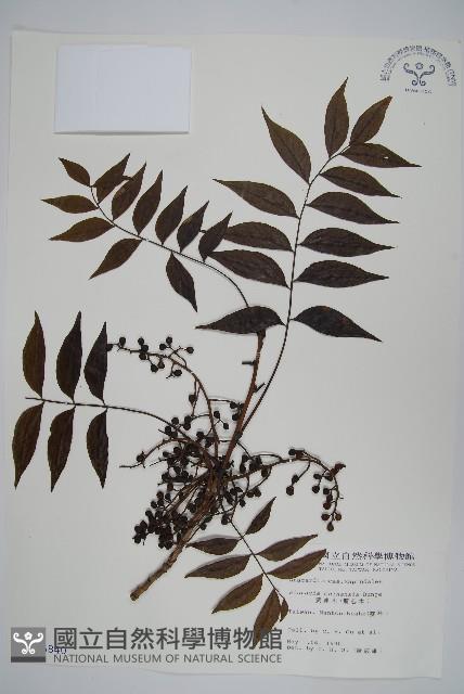 黃連木、爛心木藏品圖，第1張