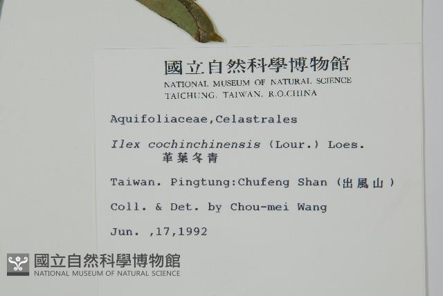 革葉冬青藏品圖，第2張