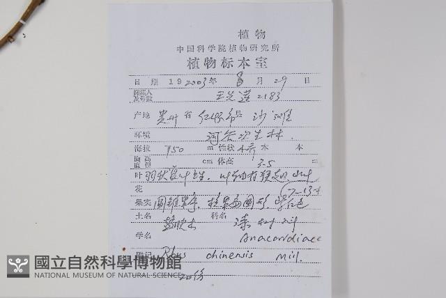 鹽膚木藏品圖，第2張