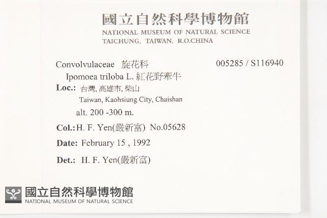 紅花野牽牛藏品圖，第2張