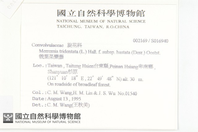 戟葉菜欒藤藏品圖，第2張