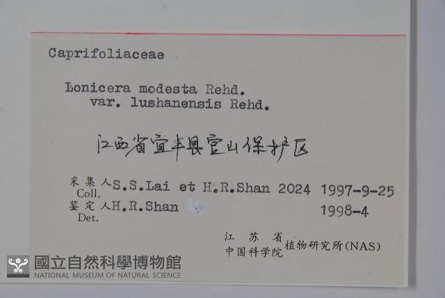 廬山忍冬藏品圖，第2張