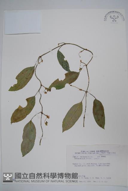 布朗藤藏品圖，第1張