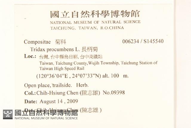 長柄菊藏品圖，第2張