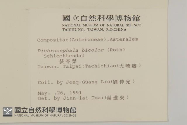 茯苓菜藏品圖，第2張