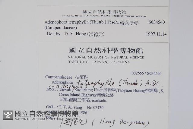 輪葉沙參藏品圖，第2張