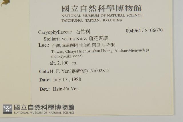 疏花繁縷藏品圖，第2張