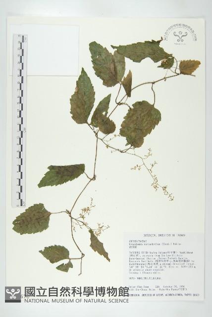 絞股藍藏品圖，第1張