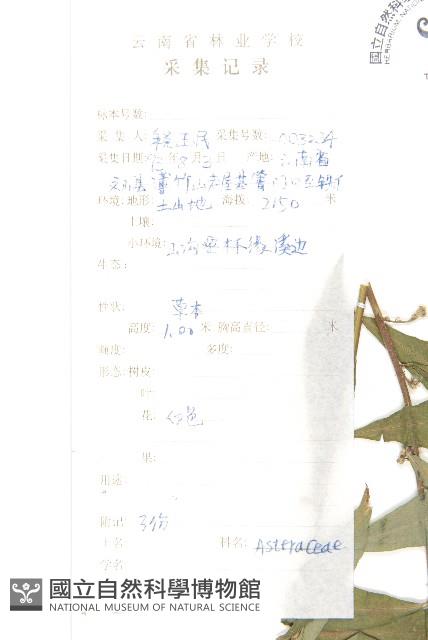 秋分草藏品圖，第2張