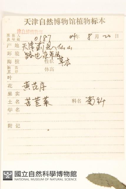 長裂苦苣菜藏品圖，第2張
