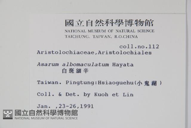 白斑細辛藏品圖，第2張