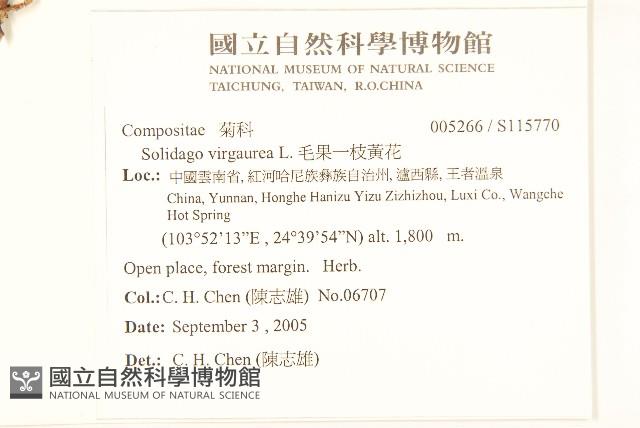 毛果一枝黃花藏品圖，第2張