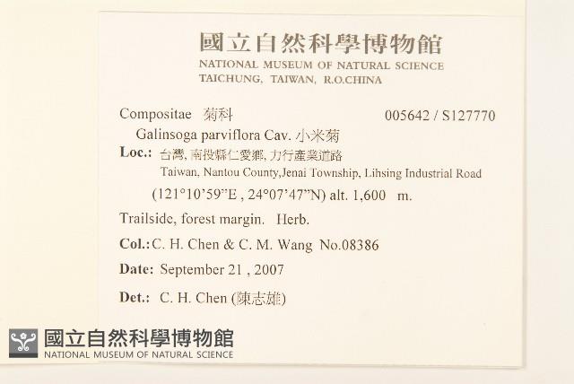 小米菊藏品圖，第2張