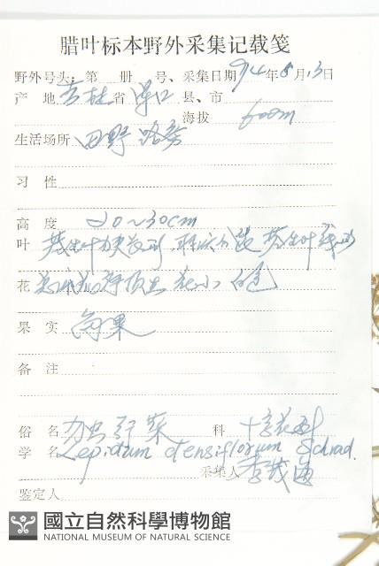 腺獨行菜藏品圖，第2張