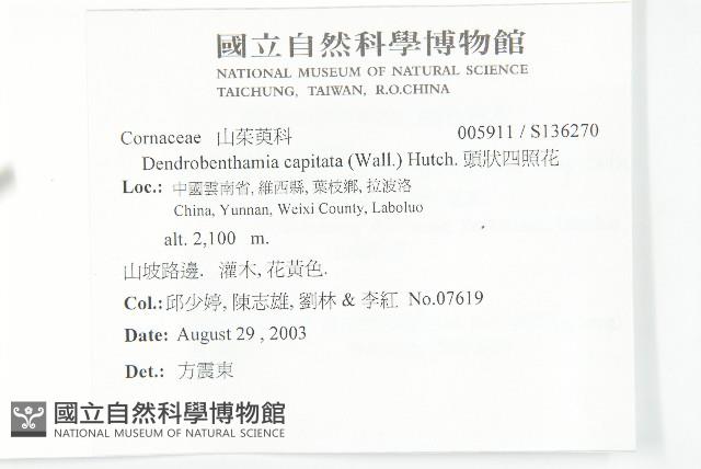 頭狀四照花藏品圖，第2張