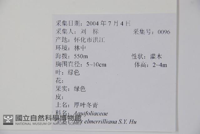 厚葉冬青藏品圖，第2張