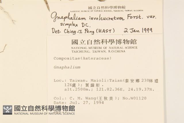 細葉鼠麴草藏品圖，第2張