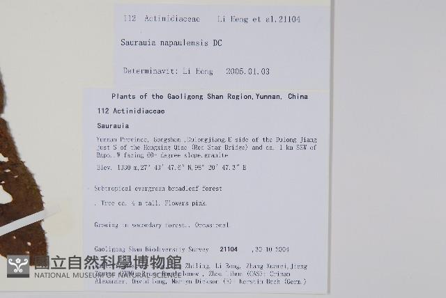 錐序水東哥藏品圖，第2張