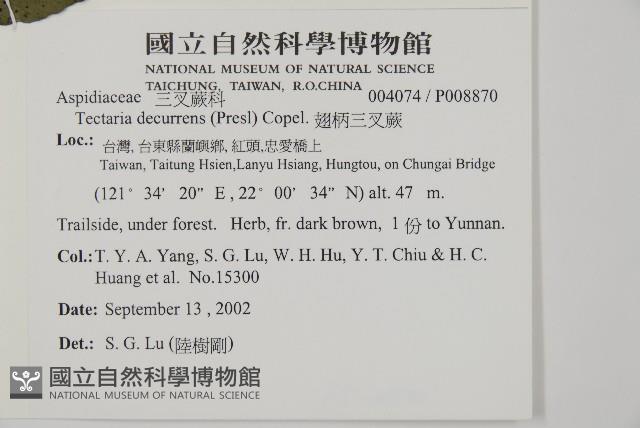 翅柄三叉蕨藏品圖，第2張