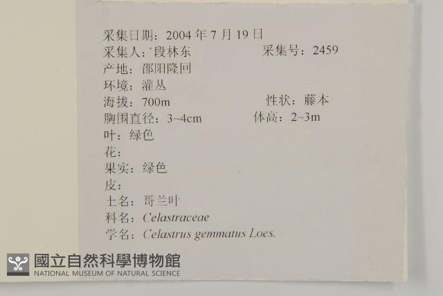 哥蘭葉藏品圖，第2張